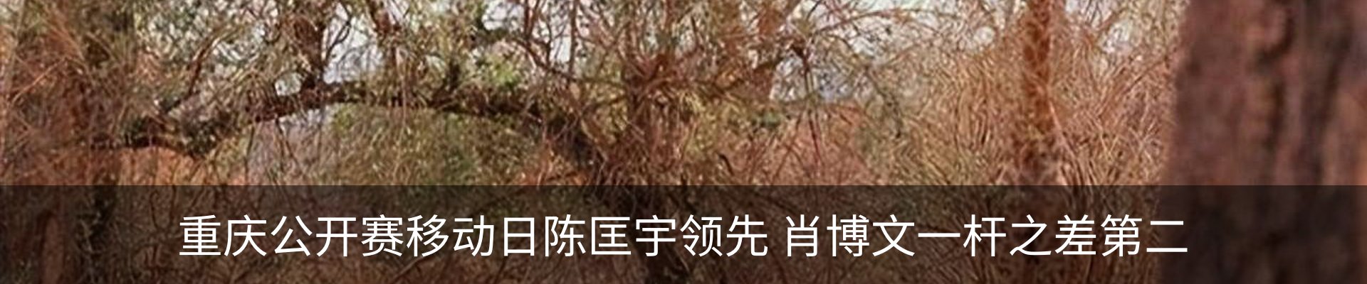 新闻动态